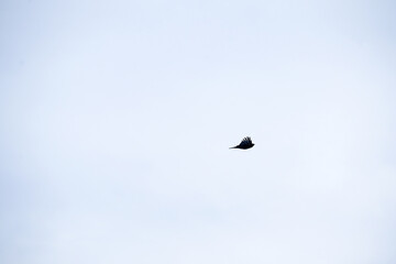 Silhouette of a black crow flying in overcast sky, North Rhine-Westphalia, Germany