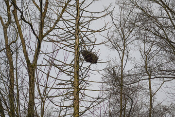 Big bird nest made at bare old tree top in the forest with grey sky background