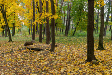 Autumn Path Covered in Golden Leaves