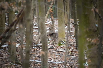 Roe deer in calm woodland landscape during winter season looking over the shoulder (Capreolus capreolus)
