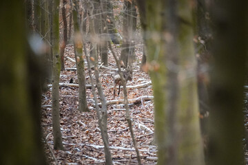 Roe deer walking to the other direction in calm woodland, surrounded by bare trees and light snow. (Capreolus capreolus)