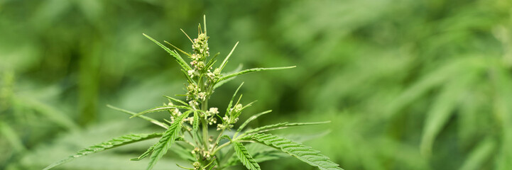 Close-up of flowering cannabis plant with lush green leaves in natural setting.
