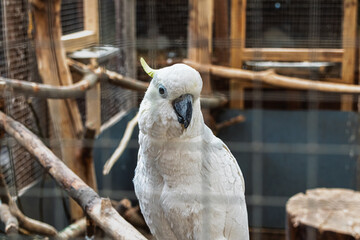 White cockatoo parrot in a large cage