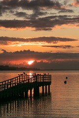 Fototapeta premium Sea birds on a jetty at the Baltic Sea.