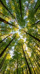 Tall trees reaching for sunlight in a lush green forest  