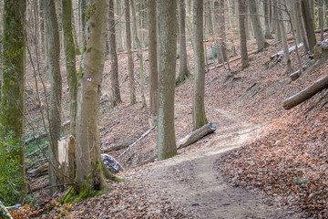Wavy dirt road leading though bare beech tree forest with brown leafs on the ground