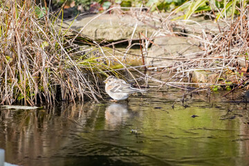 Small round Brambling bird (Fringilla montifringilla) perched on thin ice and looking unhappy