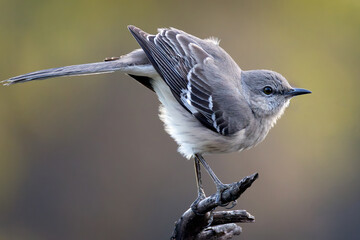 Mockingbird Takes a Bow