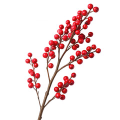 Flowers and Leaves in Christmas New year PNG concept. A branch with clusters of vibrant red berries.