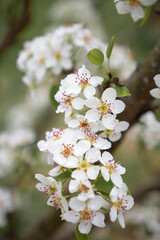 Close-up of beautiful white flowers blooming on a tree branch in spring.