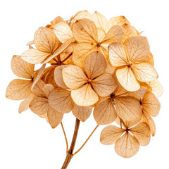 Flowers and Leaves in Christmas New year PNG concept. Dried hydrangea flowers with intricate vein patterns.