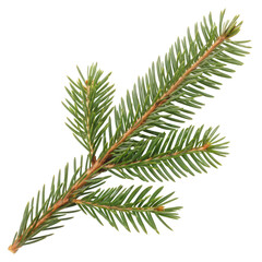 Flowers and Leaves in Christmas New year PNG concept. A detailed pine branch with lush green needles and a textured appearance.