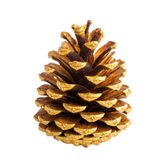 Flowers and Leaves in Christmas New year PNG concept. A detailed pine cone showcasing its intricate scales and textures.