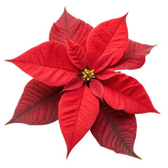 Flowers and Leaves in Christmas New year PNG concept. Vibrant red poinsettia flower with intricate leaf details.
