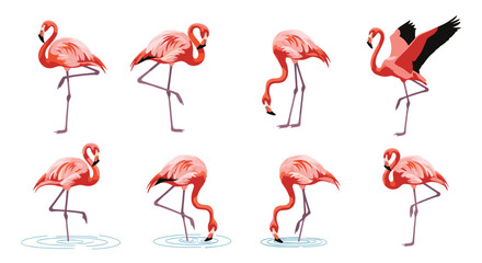 A collection of vibrant pink flamingos gracefully posing and feeding in shallow water.