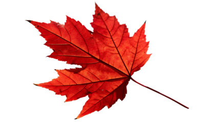red maple leaf isolated on white