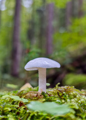 Close-up of a Oudemansiella mucida mushroom