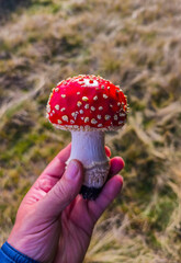 An Amanita muscaria mushroom held in the hand