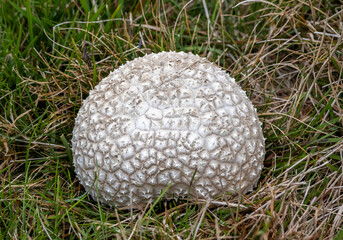 A Handkea utriformis mushroom in the grass