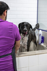Dogs taking a bath and being groomed