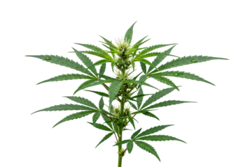 Isolated cannabis plant in flowering stage, early bloom, with tiny droplets on foliage