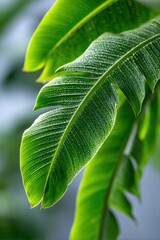 Fresh green tropical leaves glistening with morning dew in a vibrant indoor garden setting