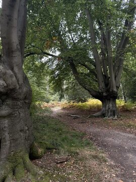 Epping Forest in Autumn 