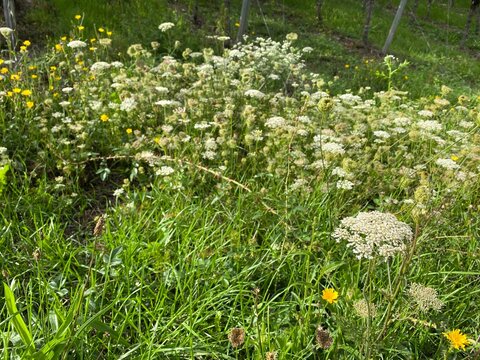 Rock garden Sedum