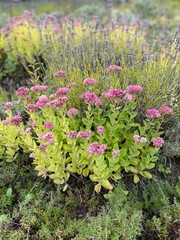 Rock garden Sedum
