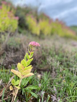 Rock garden Sedum