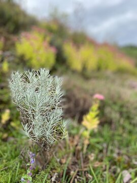 Rock garden Sedum