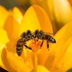 Two honeybees share nectar and pollen on a vibrant yellow crocus flower, showcasing nature's close-up pollination activity