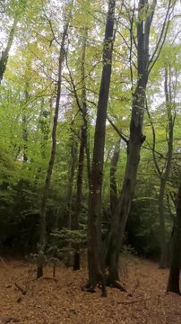 Epping Forest in Autumn 