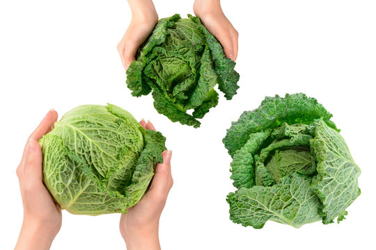 Green cabbage isolated on white background.