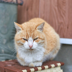 Ginger and white cat relaxing on outdoor furniture in rustic setting.