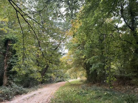 Epping Forest in Autumn 
