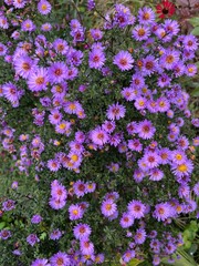 flowers in the garden