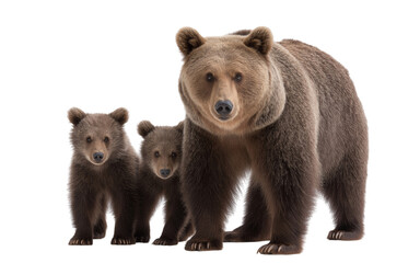 Mother bear with two cubs isolated on a transparent background 1
