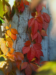 Herbst bunte Blumenblätter an Hauswand, wilder Wein gefärbt