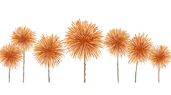 Orange Chrysanthemum Flowers isolated on a transparent background