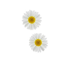 Multiple delicate white daisies, falling gently against a transparent studio background with copy space, subtle motion blur on petals, sharp focus on yellow centers, Concept of natural purity and