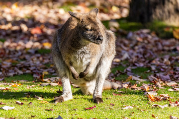 Eastern grey kangaroo (Macropus giganteus: gigantic large-foot; also great grey kangaroo or forester kangaroo) with baby