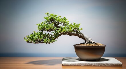 Artistic and Serene Bonsai Tree Display on Wooden Surface with Soft Lighting