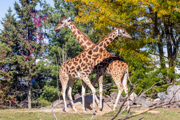 Rothschild's giraffe (Giraffa camelopardalis rothschildi)