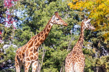 Rothschild's giraffe (Giraffa camelopardalis rothschildi)