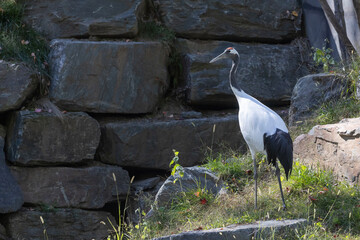 Obraz premium red-crowned crane (Grus japonensis), also called the Manchurian crane
