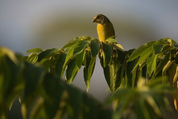 Small Yellowish Bird Standing on a Leaf Branch in Natural Light