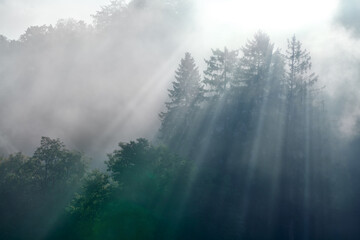 Gegenlicht Sonnenstrahlen im Nebel durch hohe Bäume