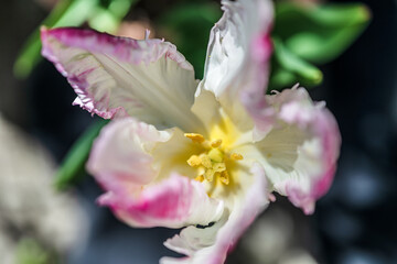 Delicate white pink flower in sunlight closeup.
