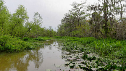 Amazing view from the tourist boat of the green water channel with lily pads and lush vegetation in Southern Louisiana Wetlands, Louisiana, USA	